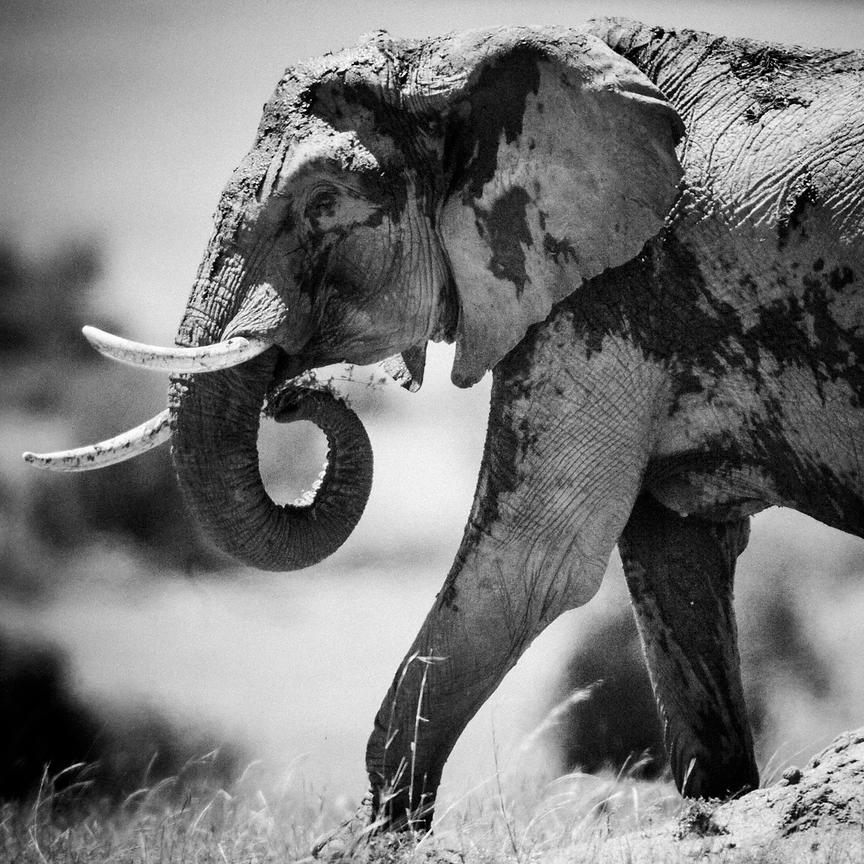 7238-Elephant_drying_in_the_sun_Masai_Mara_Kenya_2006_Laurent_Baheux_xgaplus.jpg