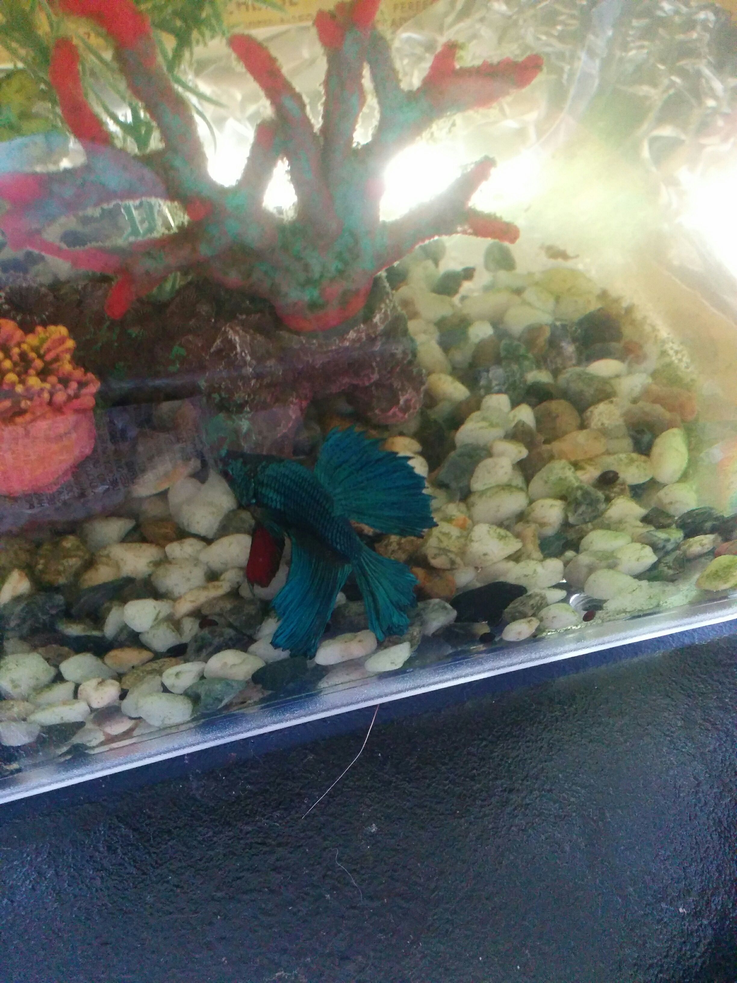 Indoor Aquaponics Fish - aquaponic