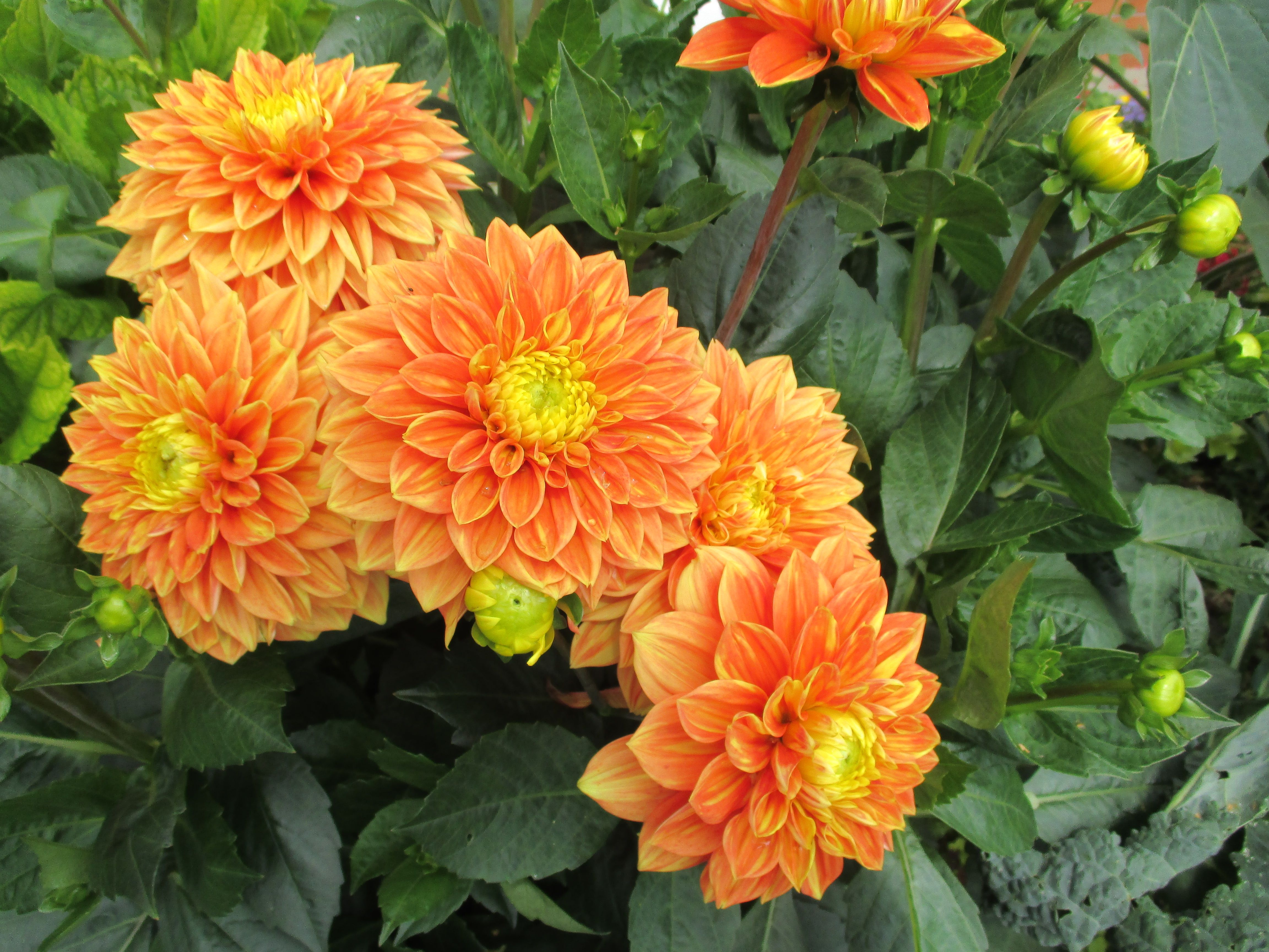 Color challenge Tuesday orange