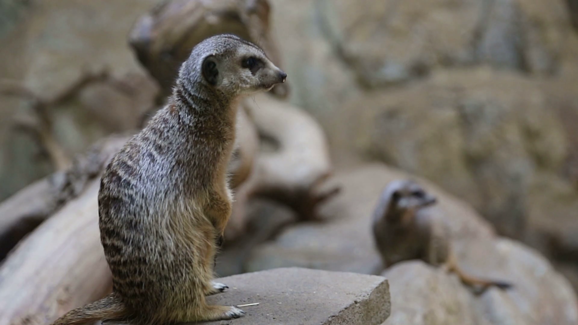 Suricata suricatta (meerkat).png