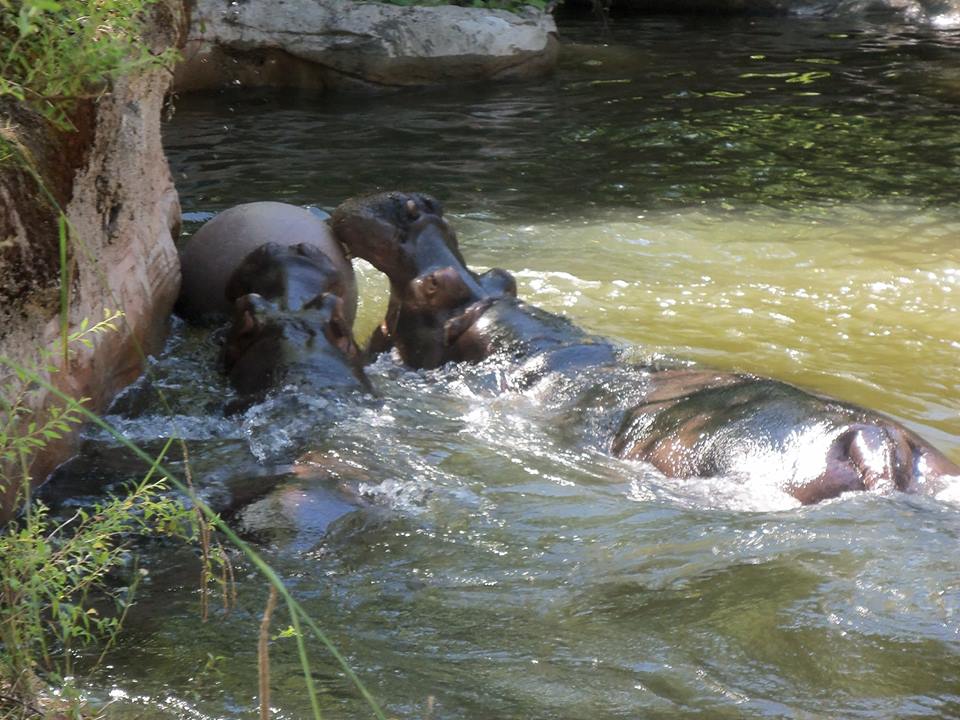 hippos.jpg