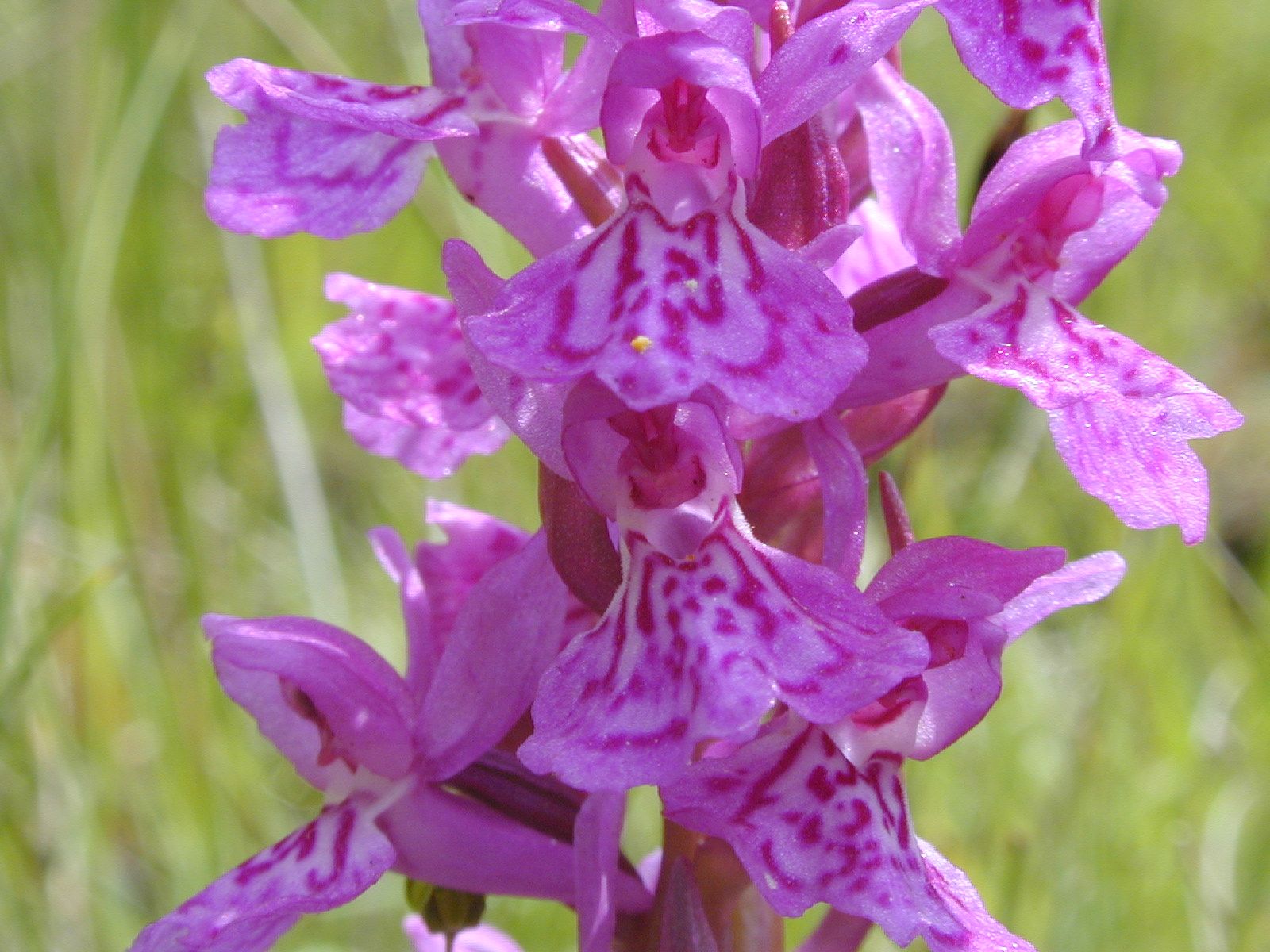 Narrow Leaved Marsh Orchid Close Dalby 2 .jpg