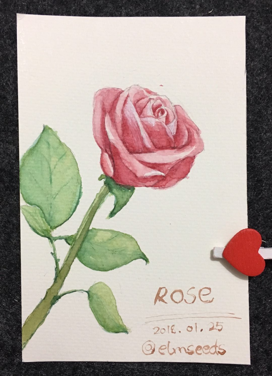 Watercolor Painting Teach You Painting A Rose 简单的水彩玫瑰花教程 Steemit