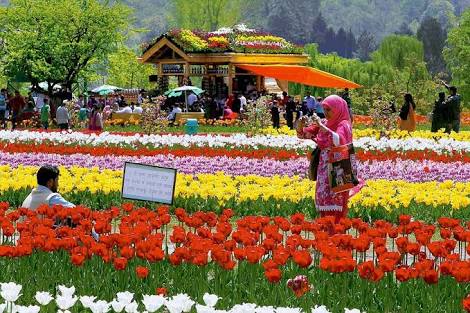 tulip garden.jpg