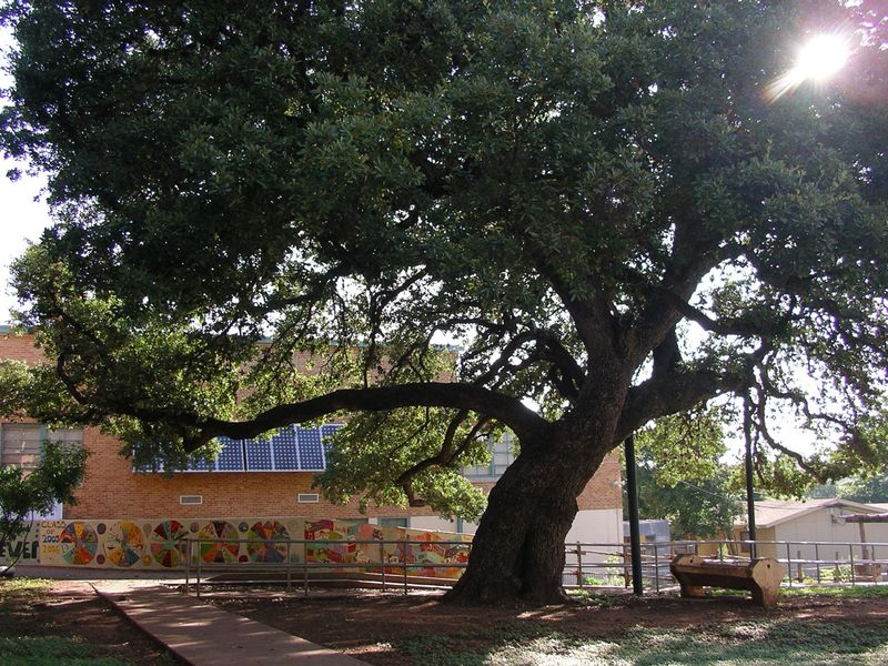 bwelemoaktree.jpg