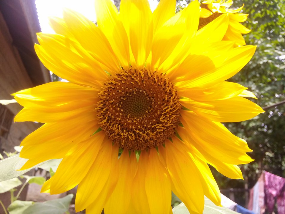 The Beauty Of Sunflower This Flower Is Used As The National Flower By Ukraine Steemit