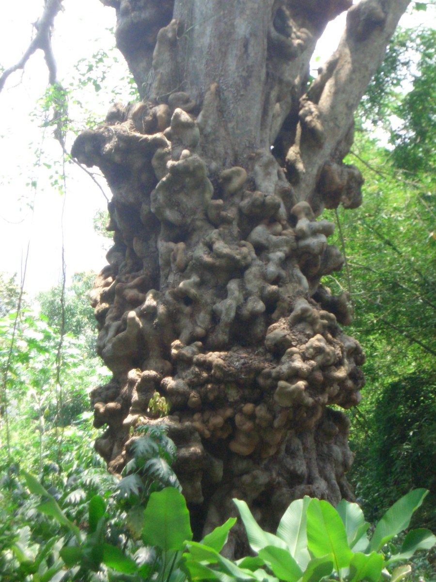 arbol-de-los-muertos.jpg