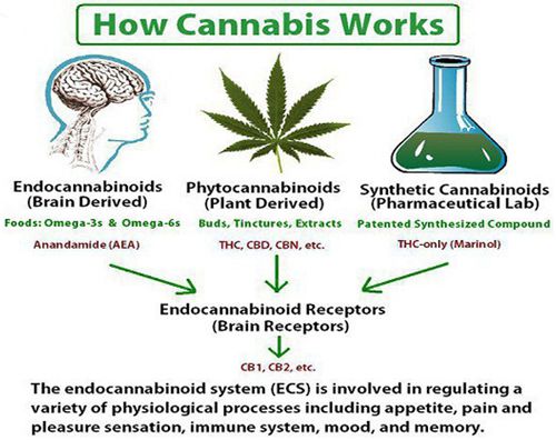 How-Cannabis-Works.jpg