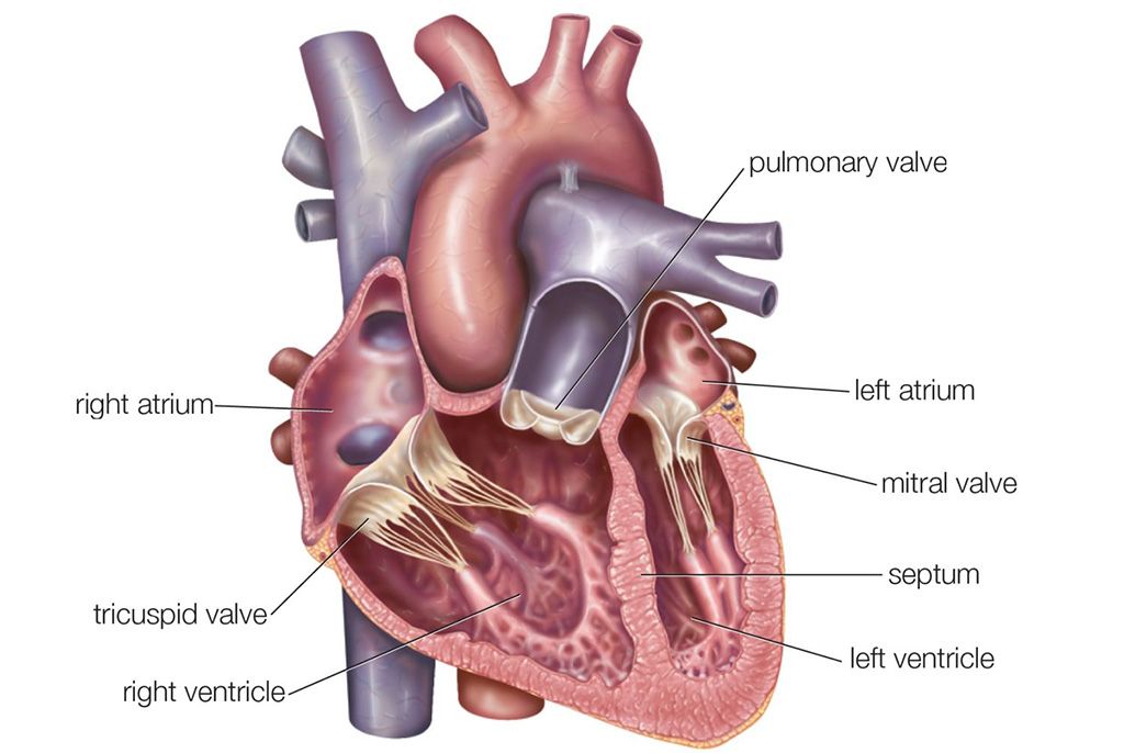 heart_inner_section-577d5c673df78cb62c939314.jpg