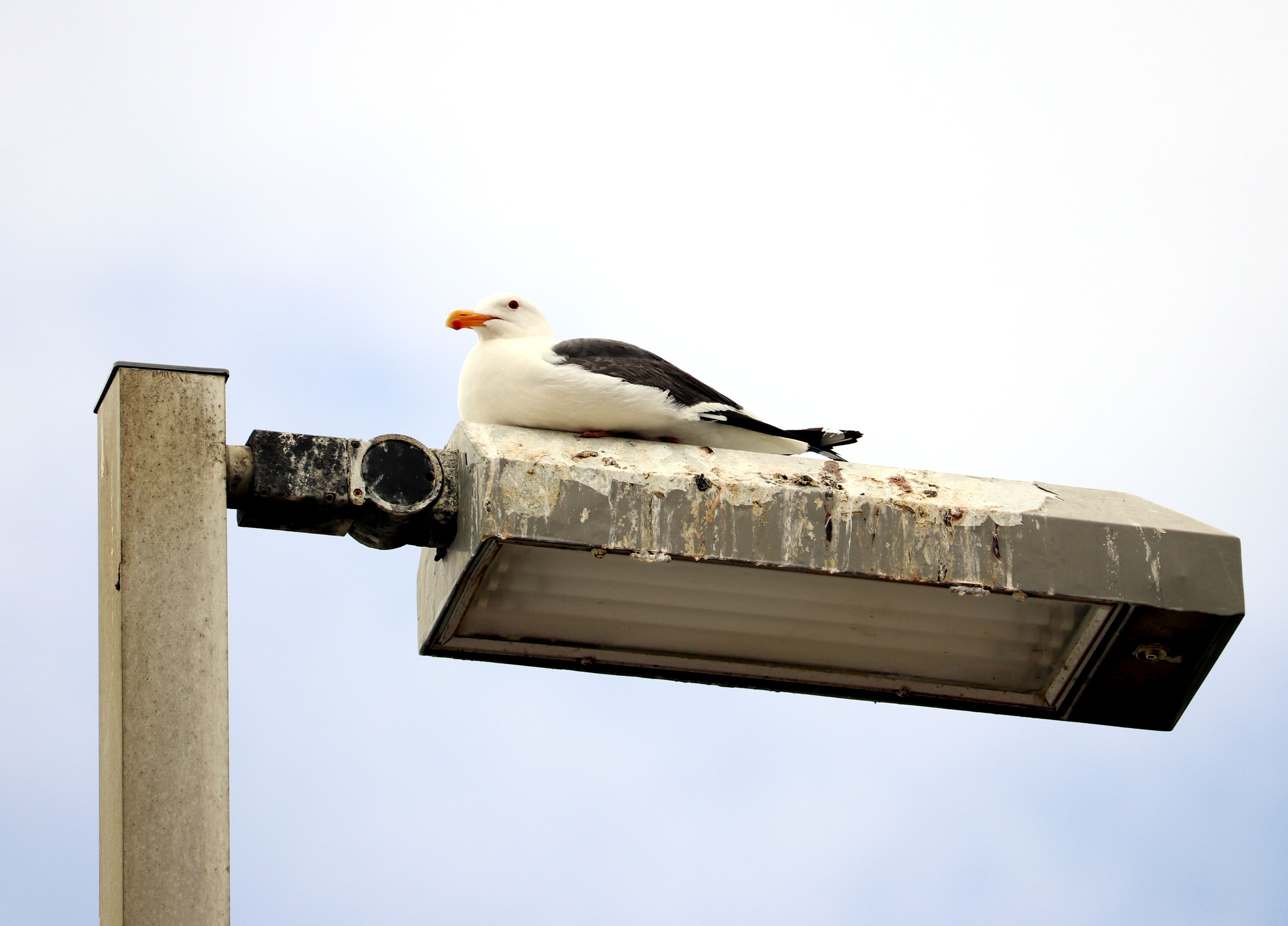 seagull light.JPG