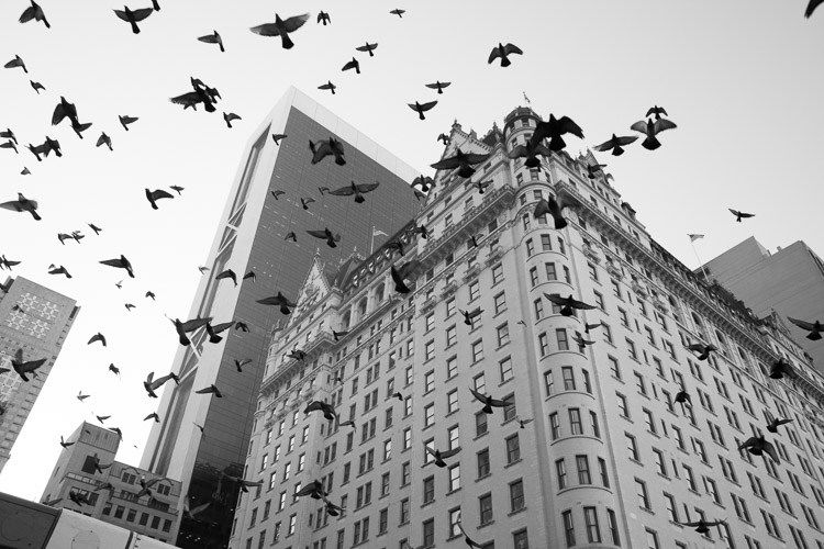 2-pigeons_plaza_hotel.jpg