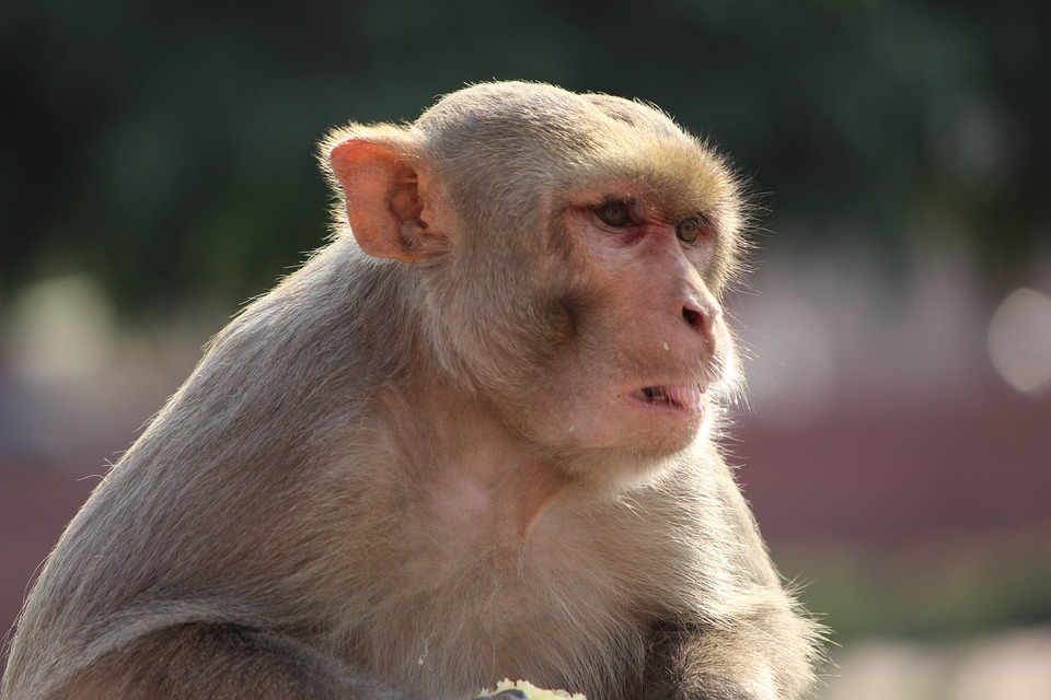 Cute-Monkey-Sit-Nature-Animal-Ape-Monkey-Sitting-2970229.jpg