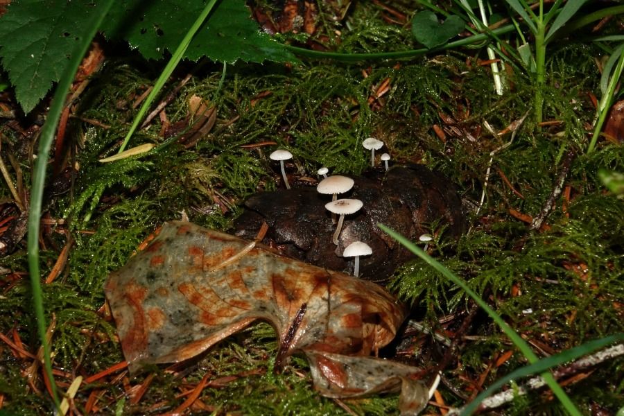 x Fir-Cone Mushroom 4.jpg