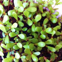 purslane-health-benefits.JPG