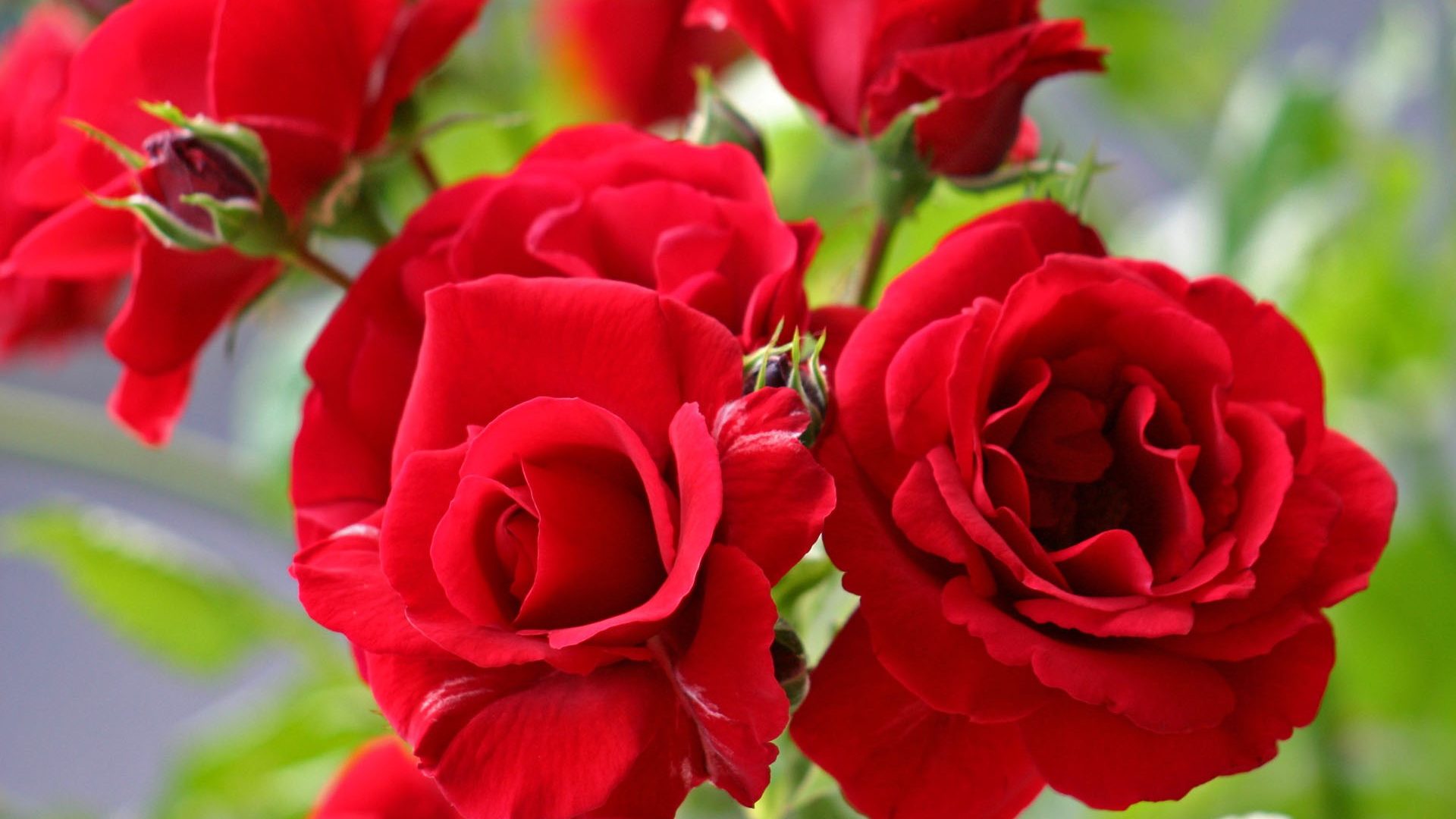 Very Nice Flowers Rose Steemit