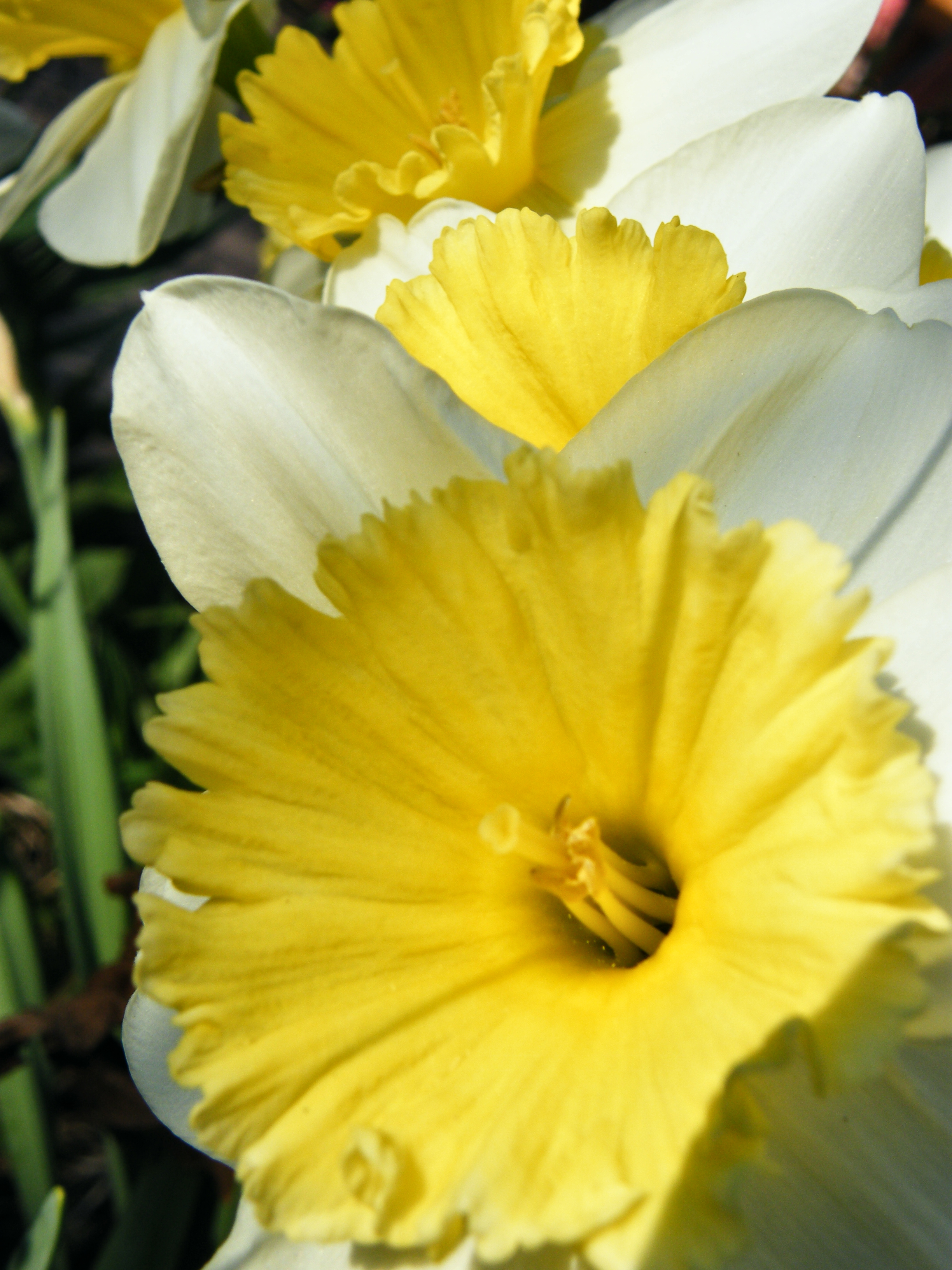 YellowContest2.jpg