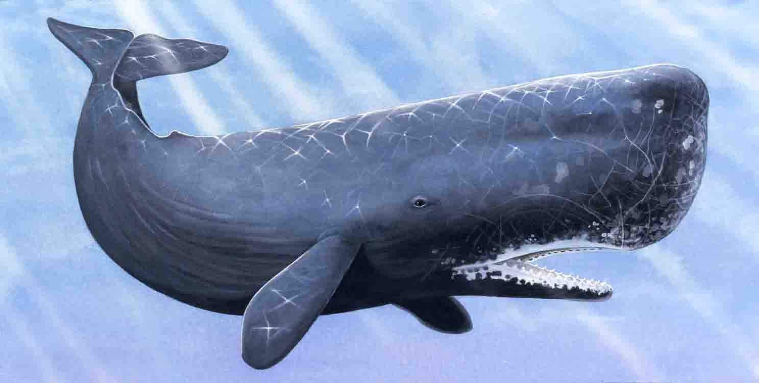 sperm-whale.jpg