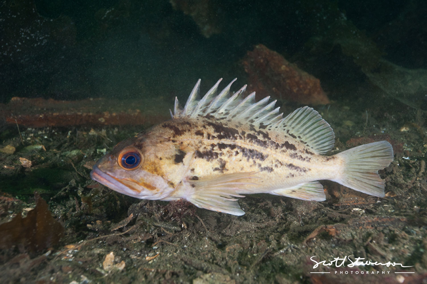 Brown Rockfish-11.jpg