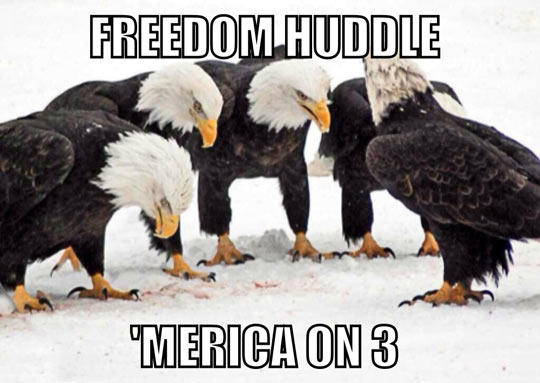 freedom eagles.jpg