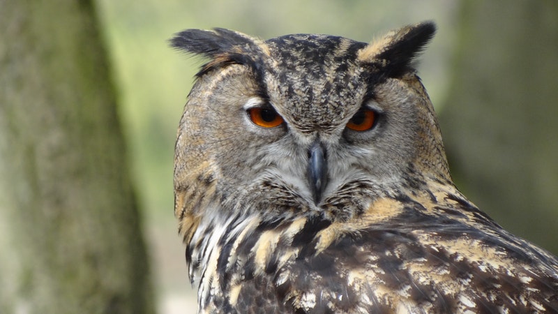 owl-eagle-owl-forest-night-87043.jpeg