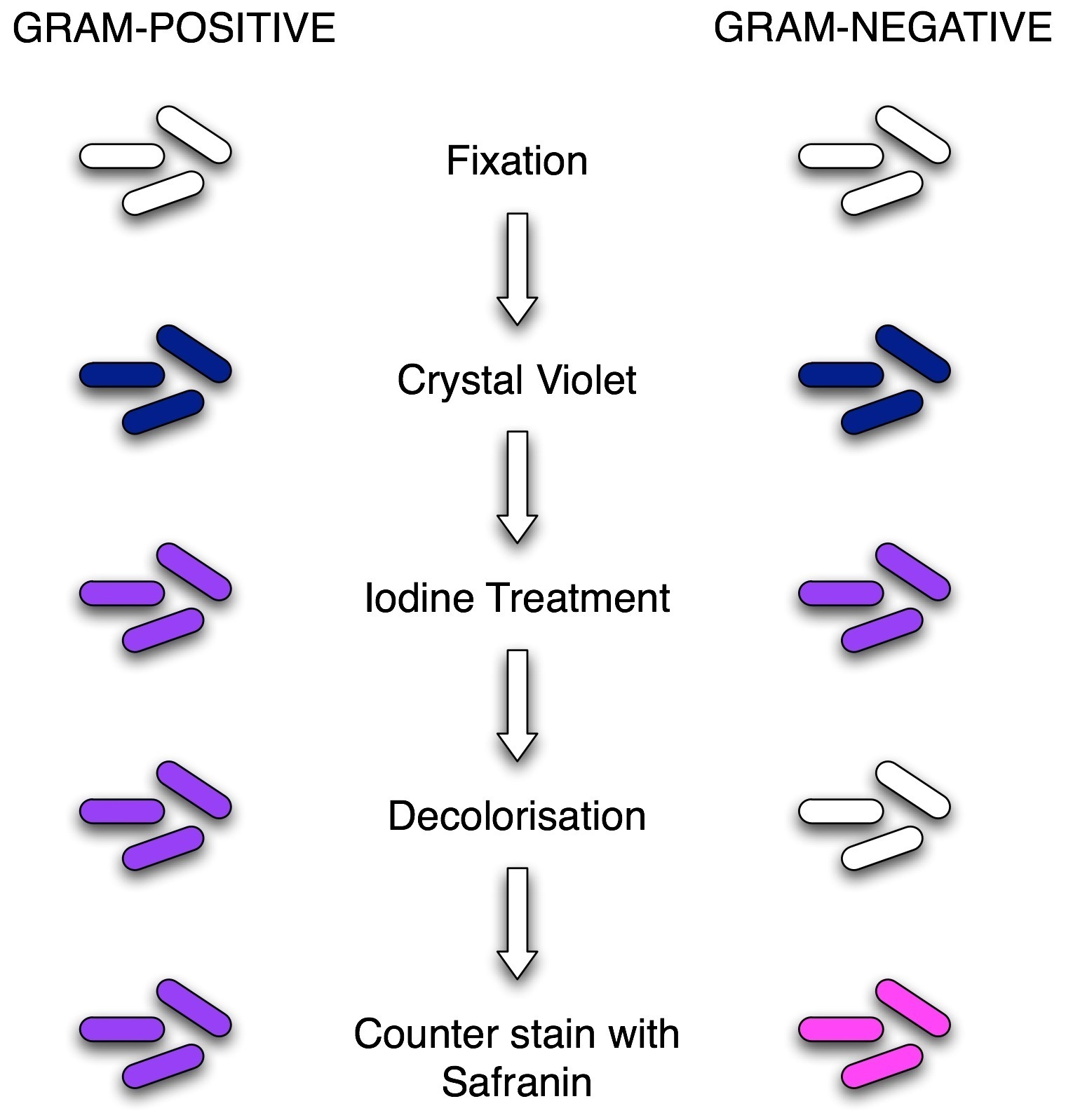 gram-stain-mine.jpg