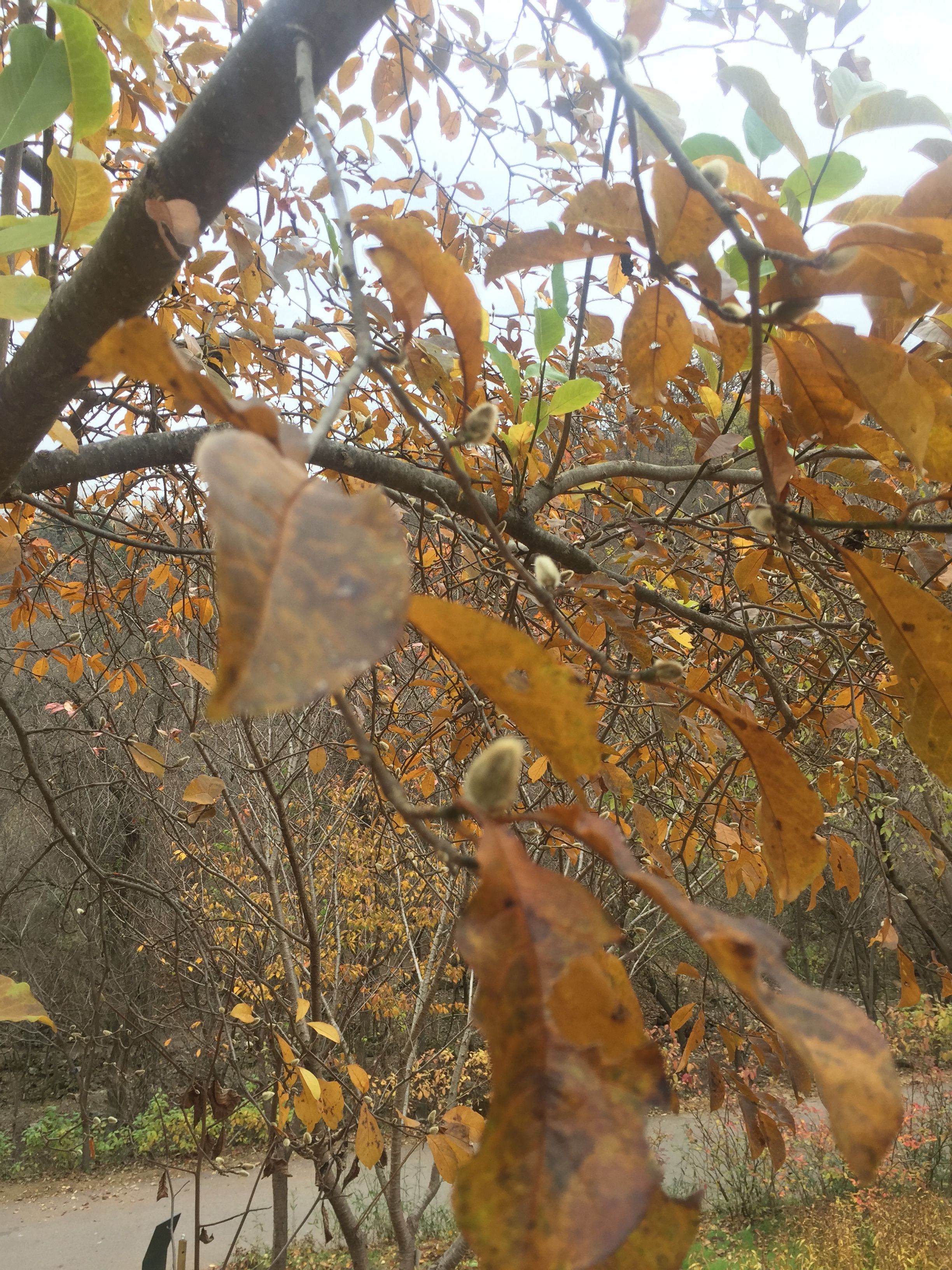 KakaoTalk_2017-11-12-16-05-16_Photo_15.jpeg