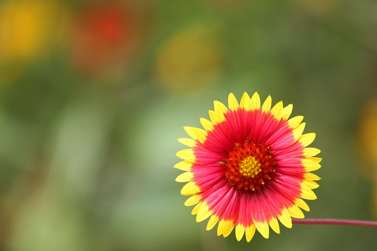 Amazing Red And Yellow Flower Steemkr Amazing Red And Yellow Flower