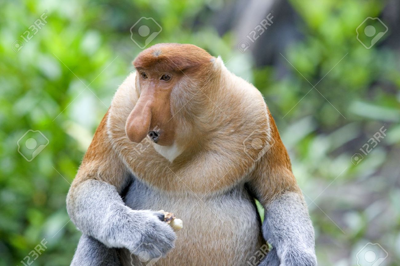 4985504-A-rare-proboscis-monkey-in-the-mangrove-Kota-Kinabalu-Stock-Photo.jpg