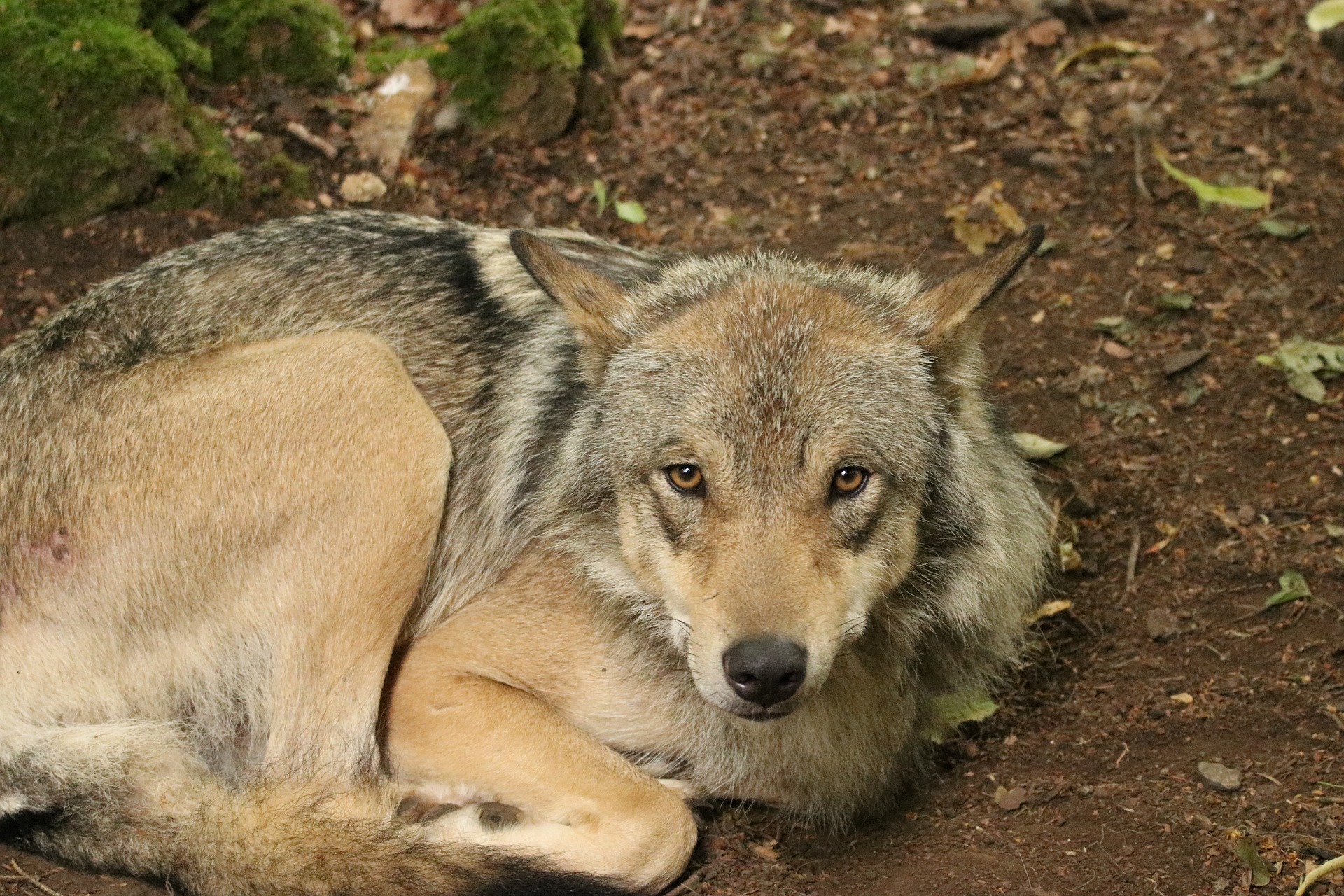 timberwolf-2484194_1920.jpg