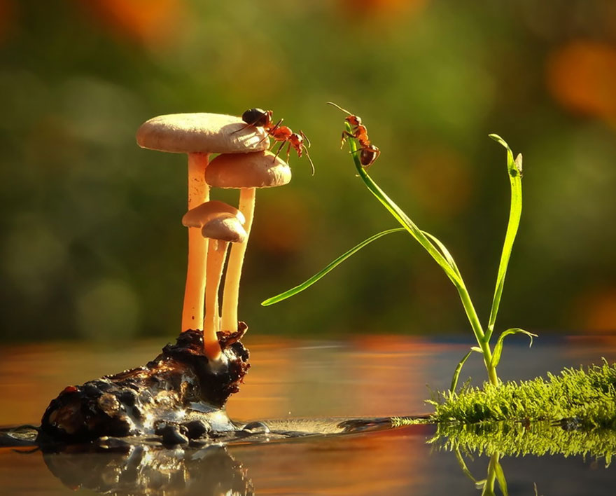 mushroom.photography.jpg