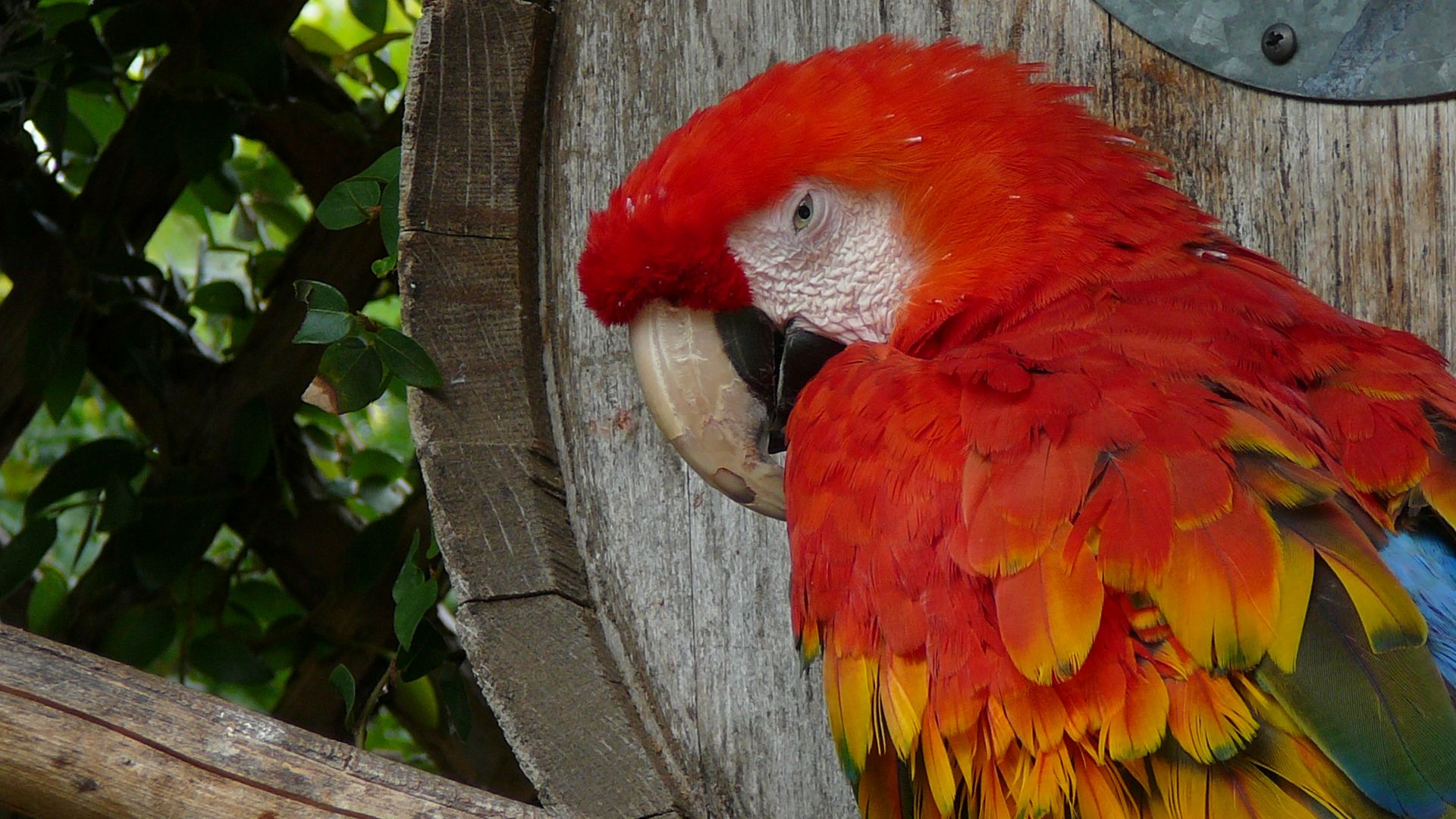 vivid_parrot_photos_2_by_moderated.jpg