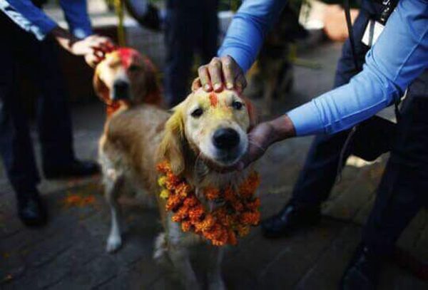 Nepal Dog Festival.jpg