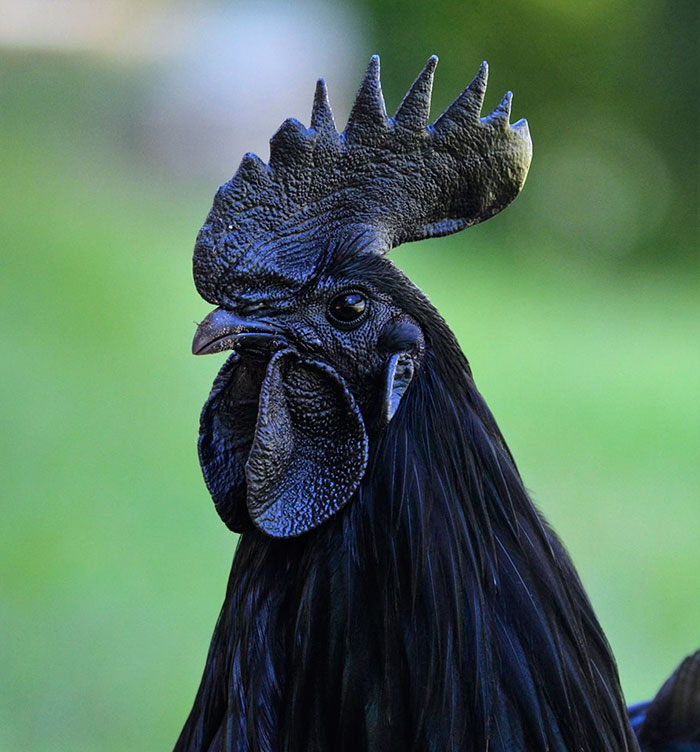 Goth Chicken (4).jpg