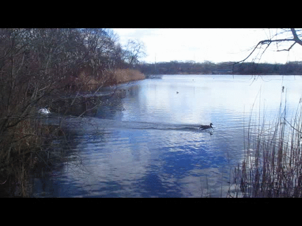 ezgif.com-video-to-gif (2).gif