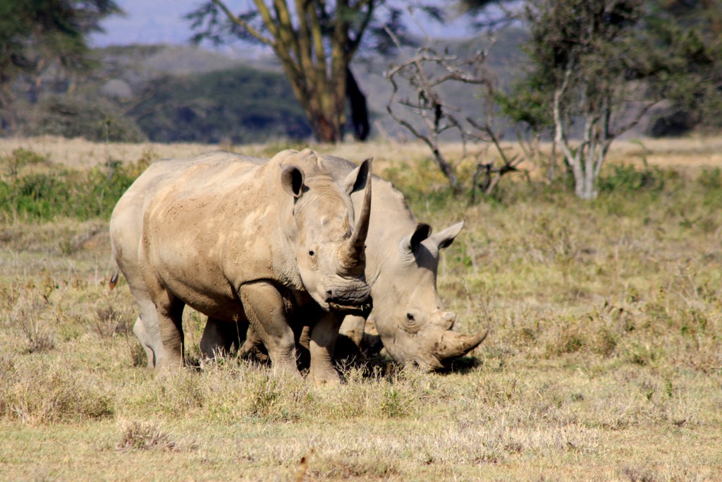 white-rhinos1.jpg