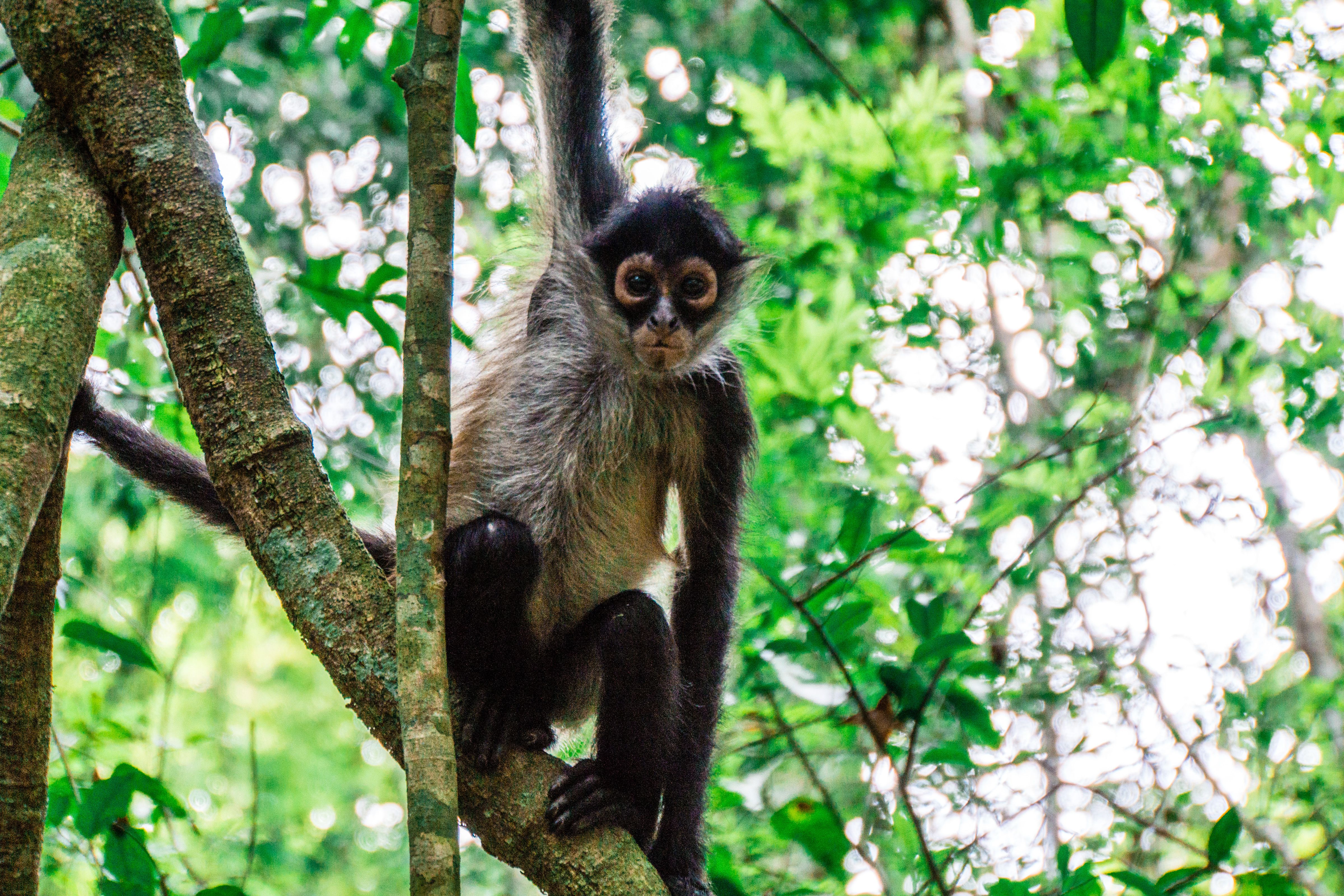Tikal Peten Guatemala Spider Monkey