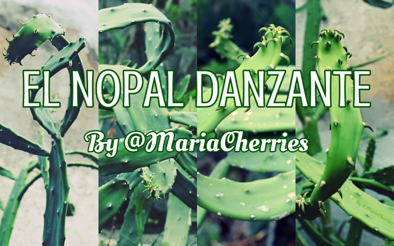 MariaCherries El Nopal Danzante Cover.jpg