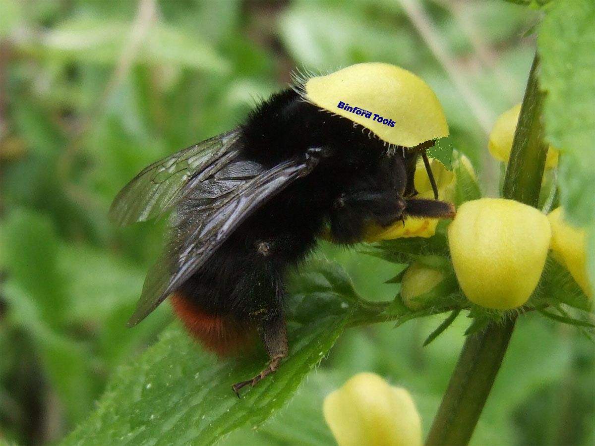 bombus_lapidarius_binford_by_beatminister.jpg