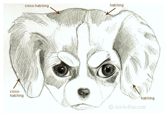 hatching-and-cross-hatching-when-drawing-a-puppy.jpg