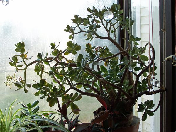 Jade plant crop Dec. 06.jpg