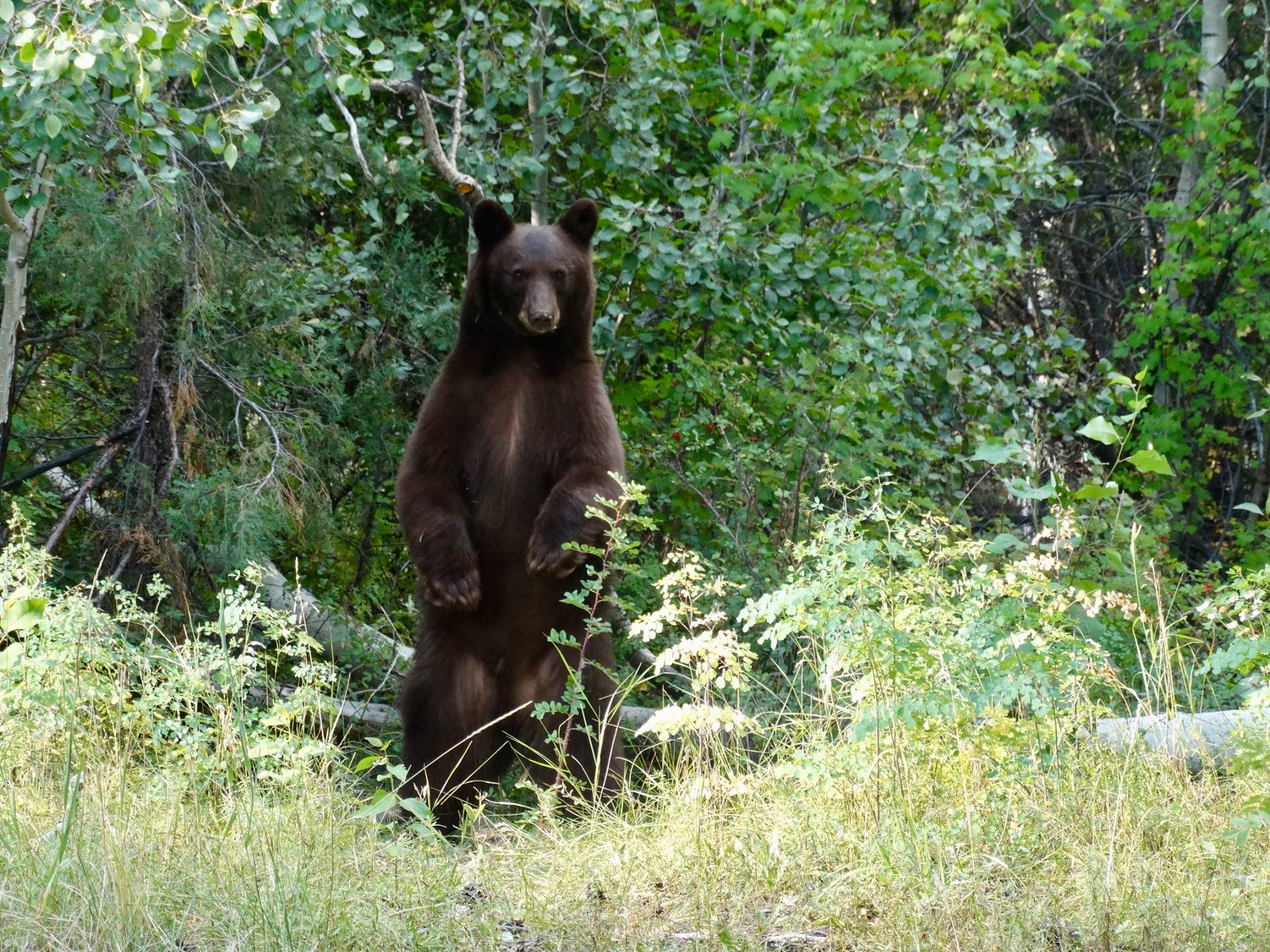 bear standing.jpg