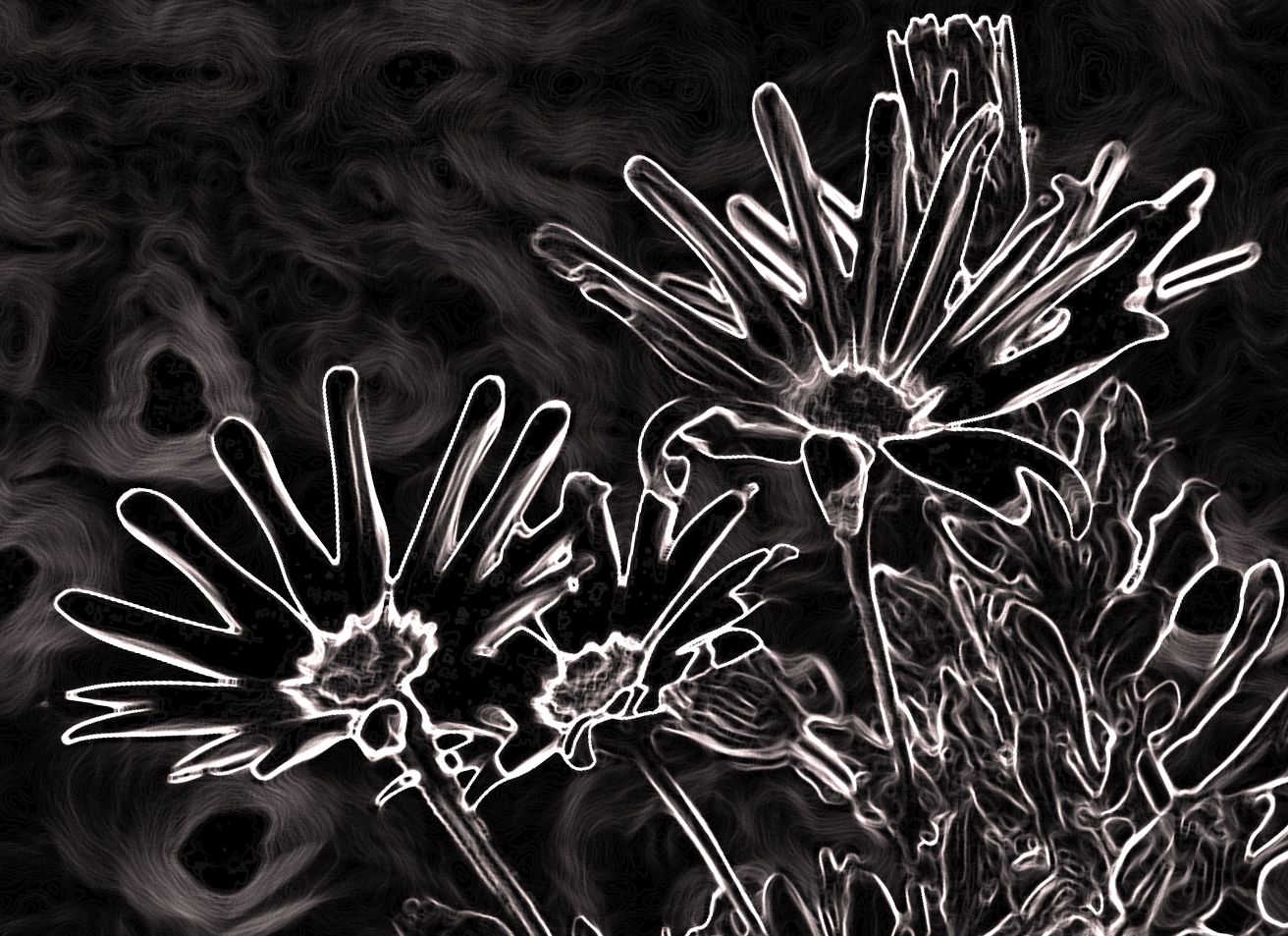 cape daisy edit.jpg