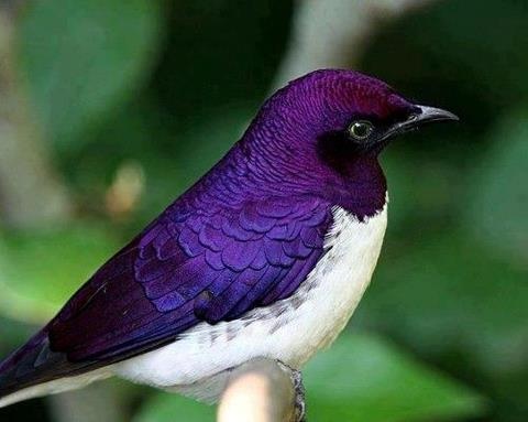 6f2b12afdb7abde1e0ce3875c3b6da14--pretty-birds-beautiful-birds.jpg