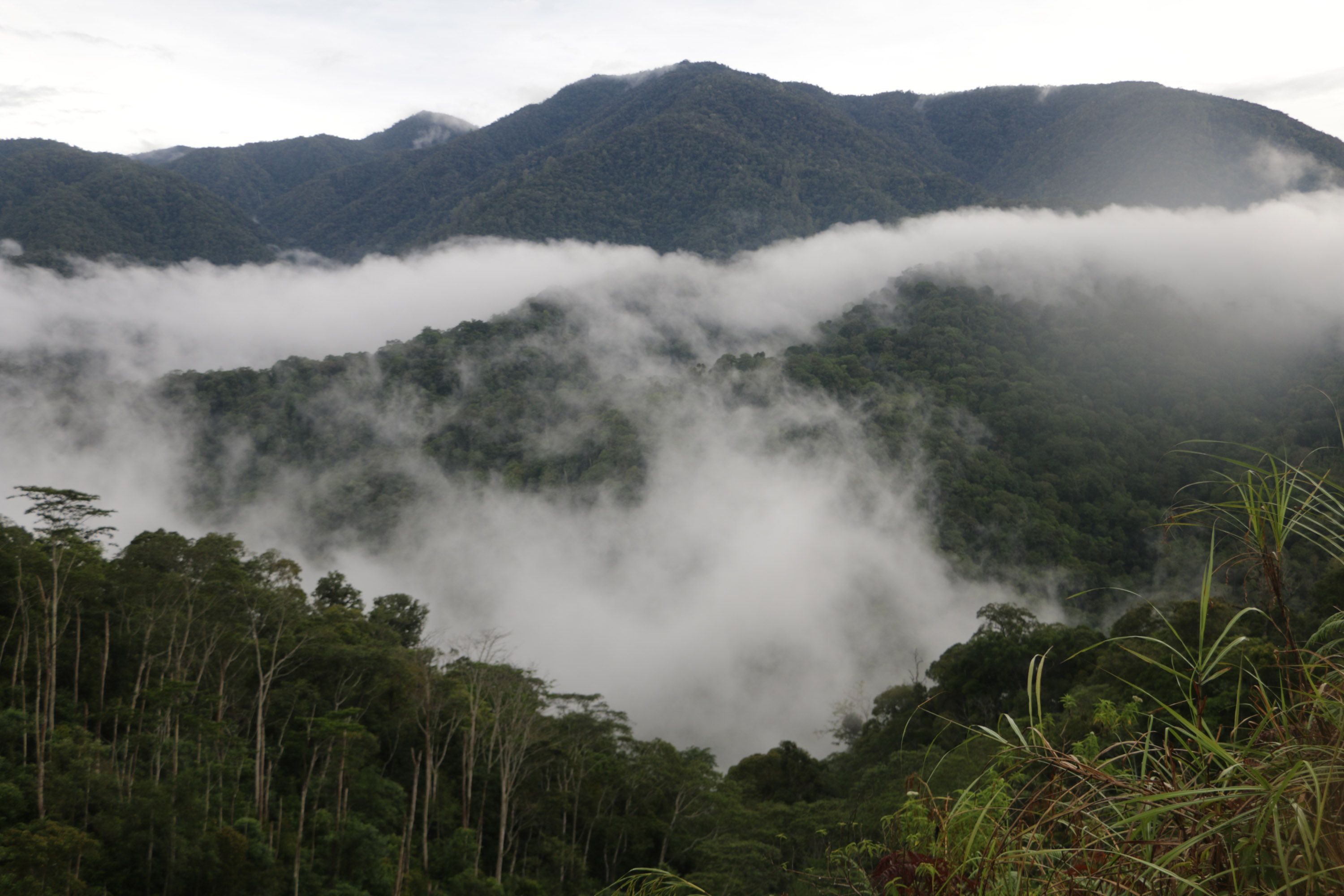 Leuser.jpg