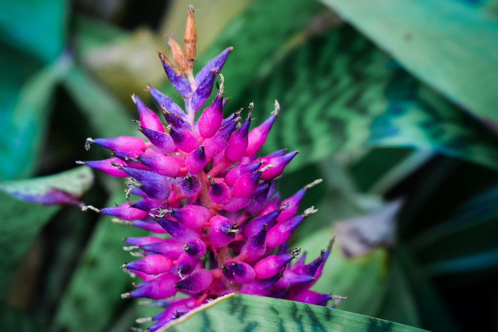 bromeliad