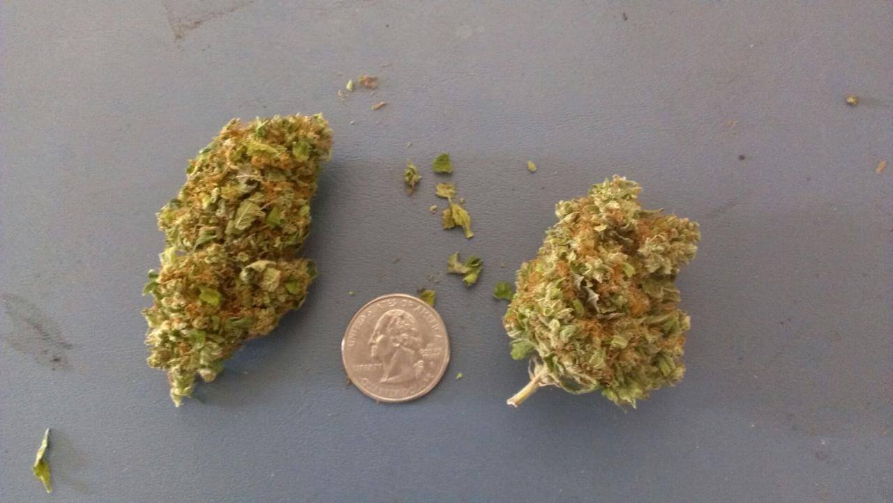 weed fat nug 2.jpg