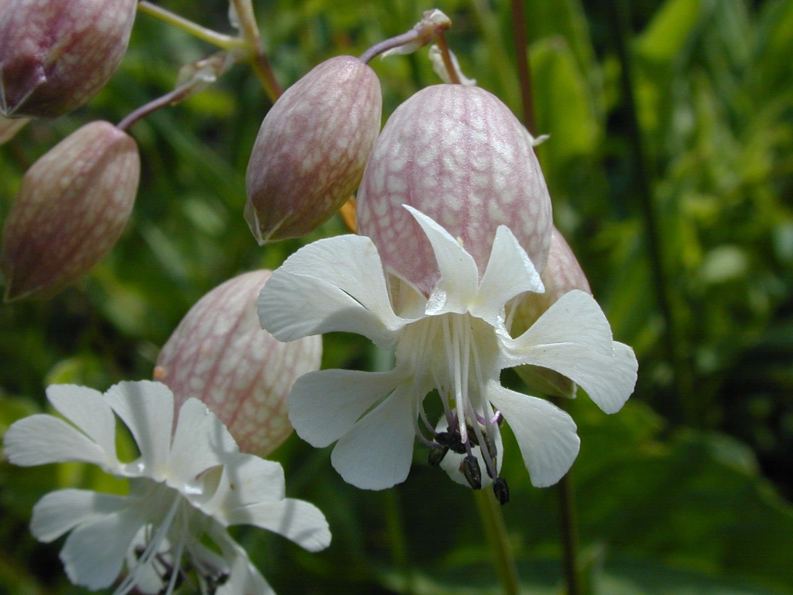 Bladder Campion 2.jpg