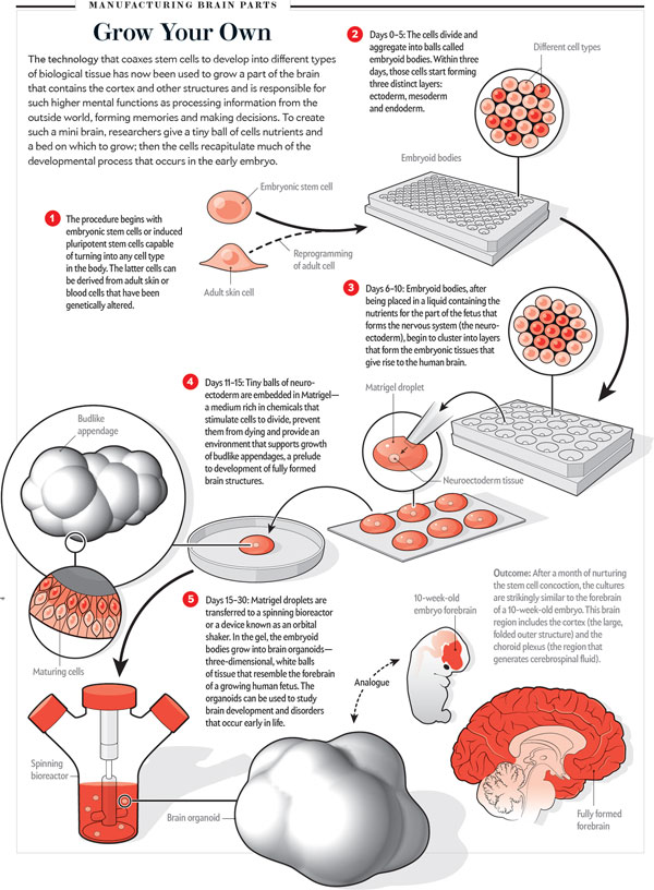 scientificamerican0117-26-I3 - brain.jpg