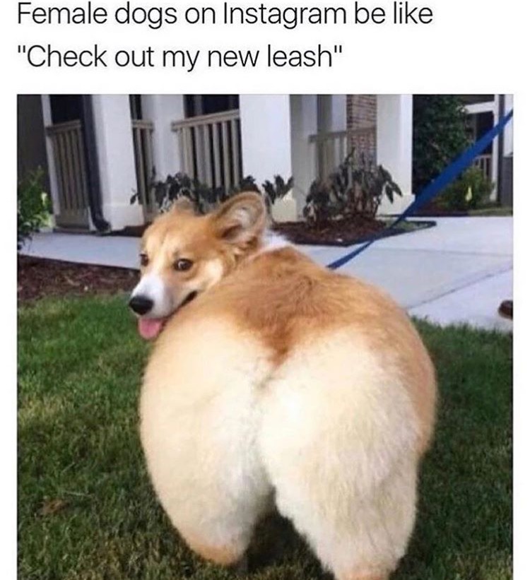 meme.jpg