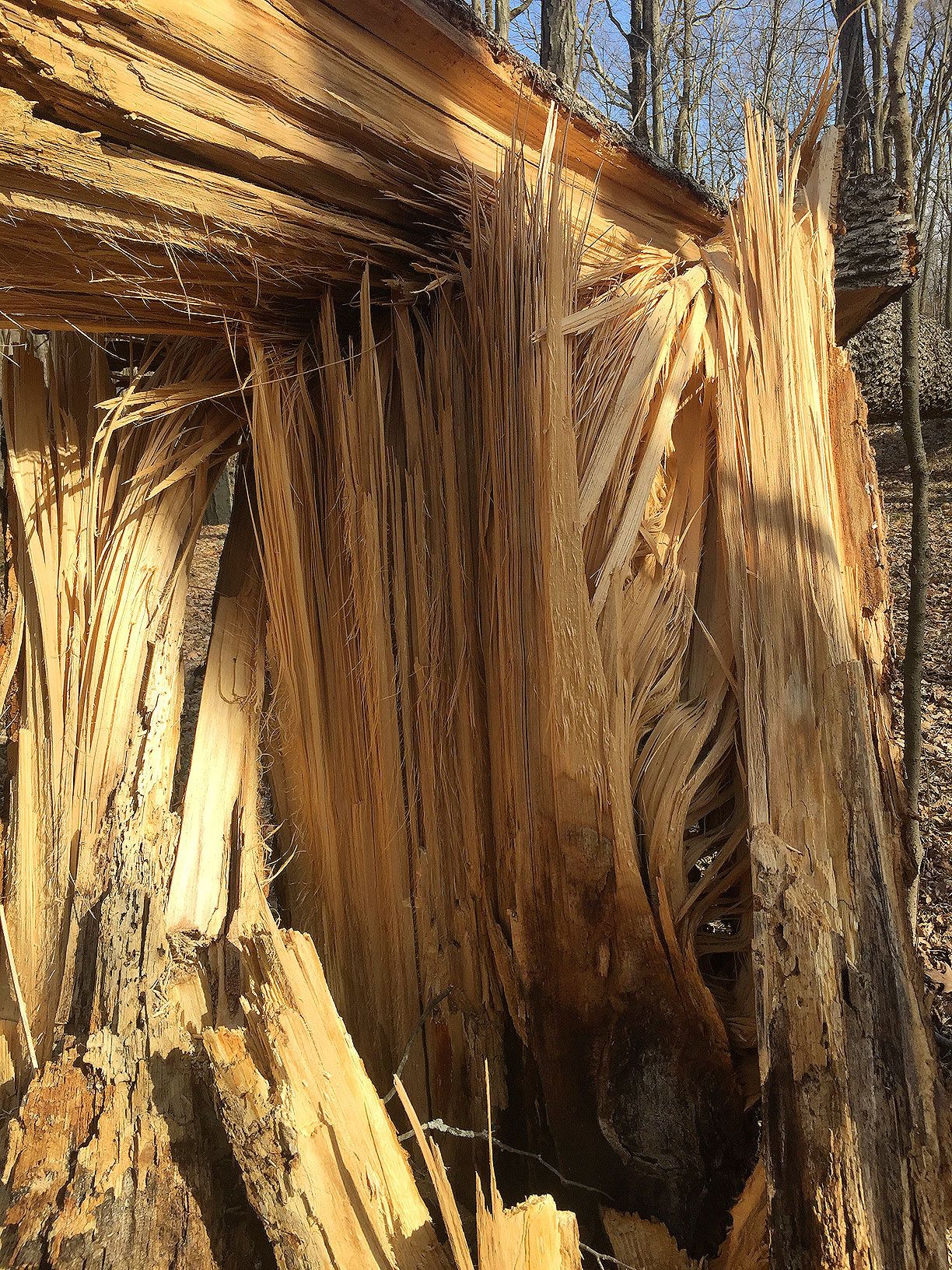 TREE-02.JPG